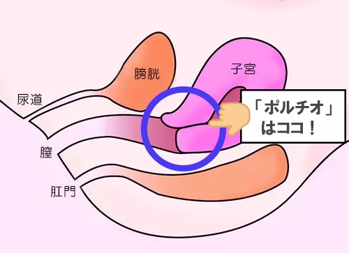 ポルチオとは？